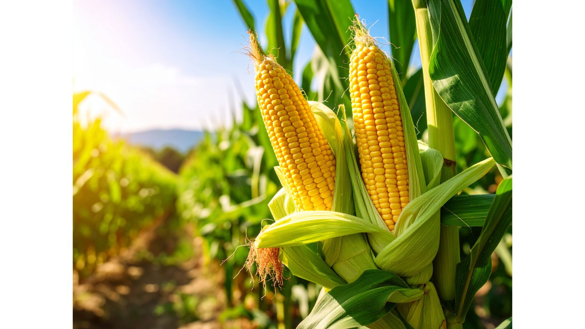 Wat is bioplastic? Wat is bioplastic?